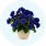 Fleurs et plantes