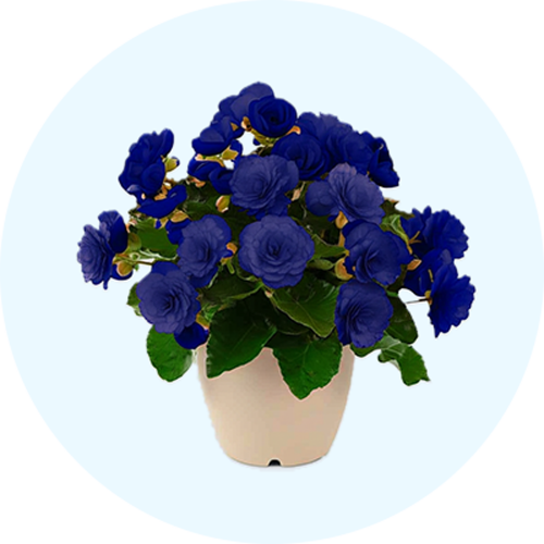 Fleurs et plantes