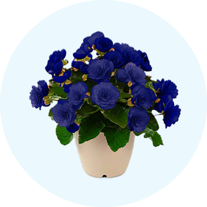 Fleurs et plantes