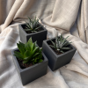 Trio de succulents