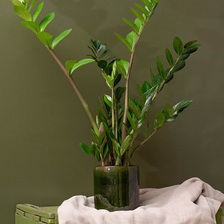 Plante Zamioculcas