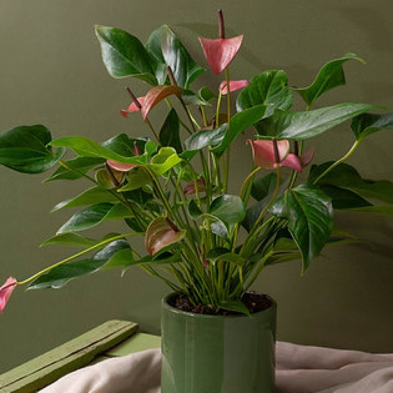 Plante Anthurium