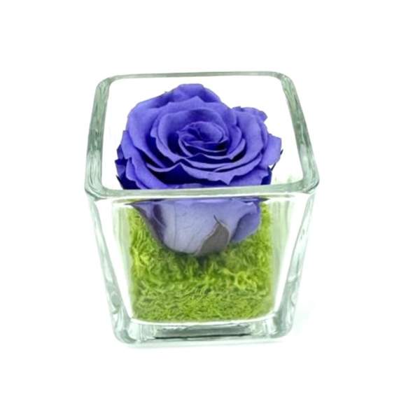 Petite Pensée Lavande C