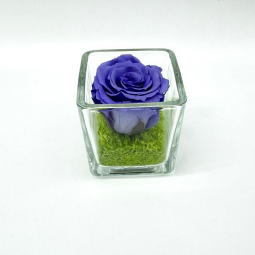 Mini Lavender C Mini Lavender C