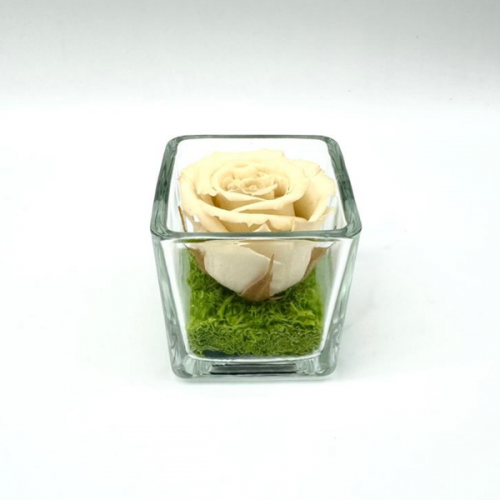 Mini Creamy C Mini Creamy C
