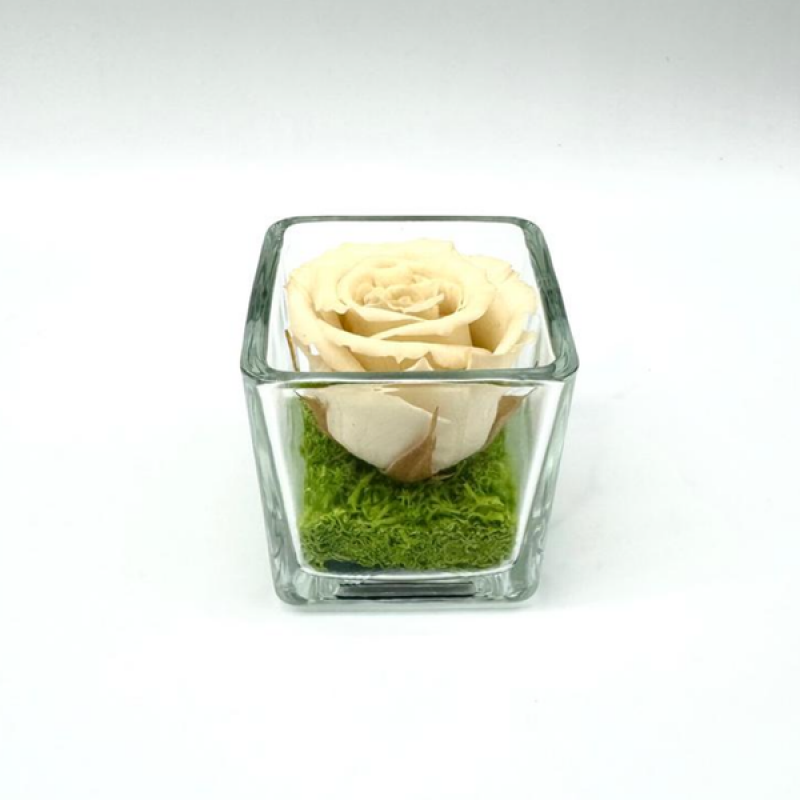 Mini Creamy C