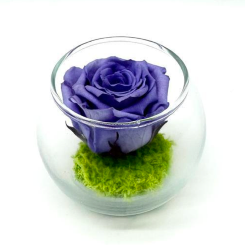 Mini Lavender R