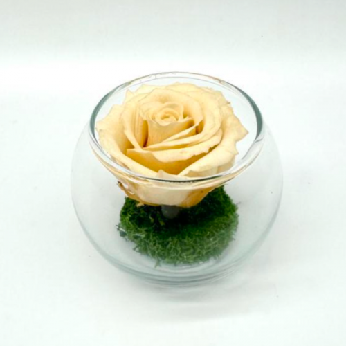 Mini Creamy R Mini Creamy R