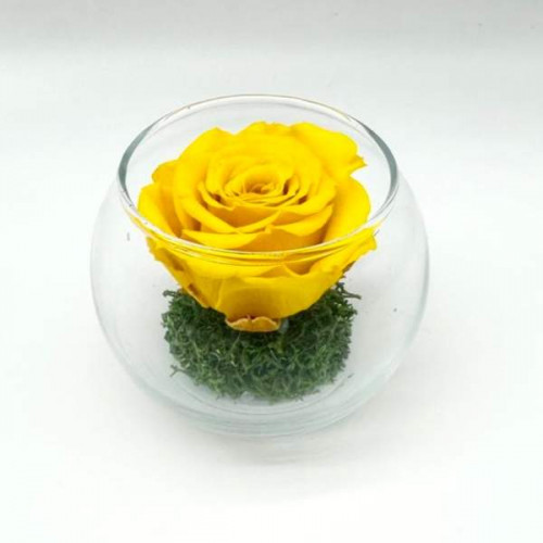 Mini Yellow R Mini Yellow R