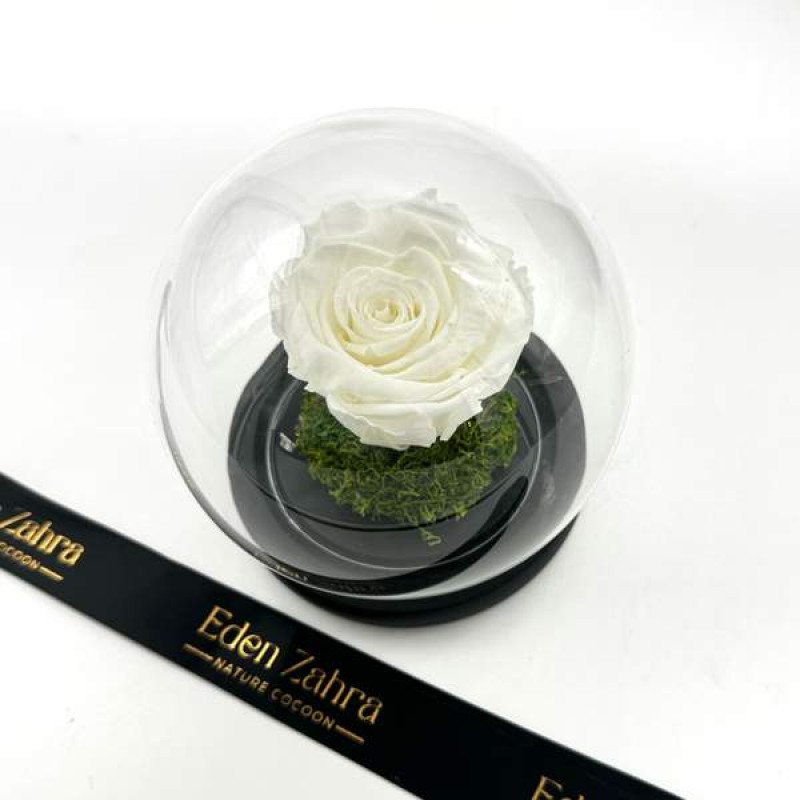 White Rose