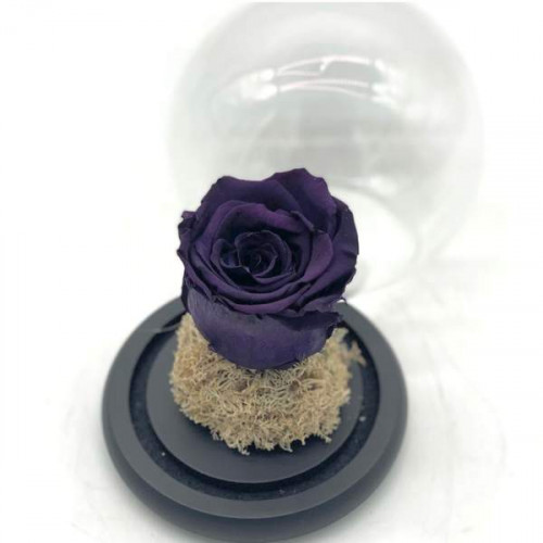 Cloche Purple Eternal Rose Cloche Purple Eternal Rose