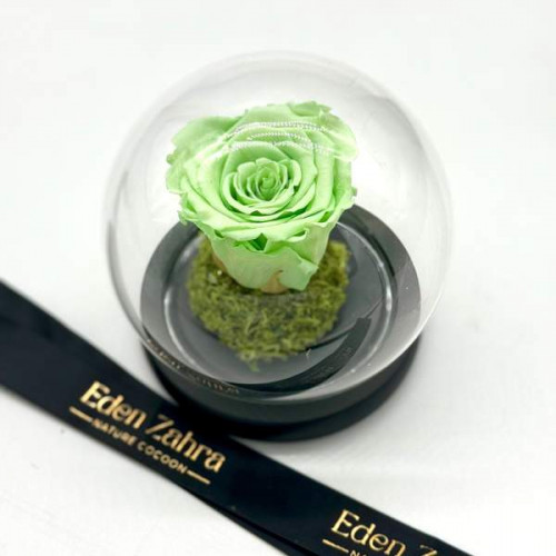 Rose Éternelle Vert Eau Rose Éternelle Vert Eau