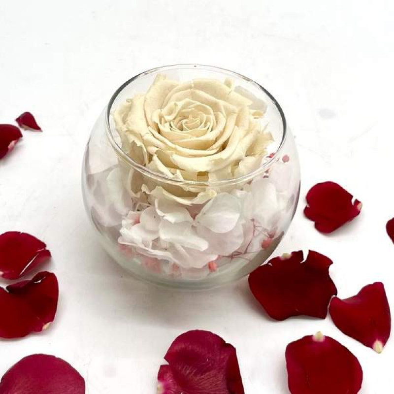 Reflet Crème