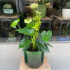 Growing Tropical