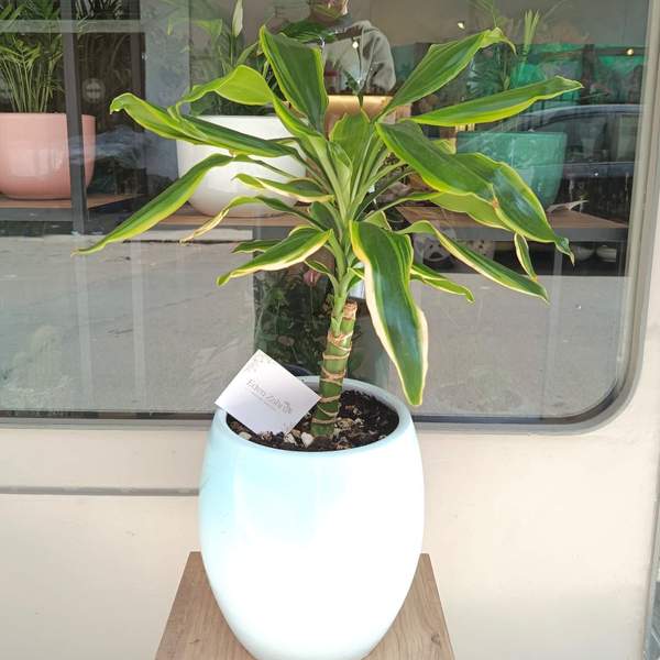 Plante Dracena