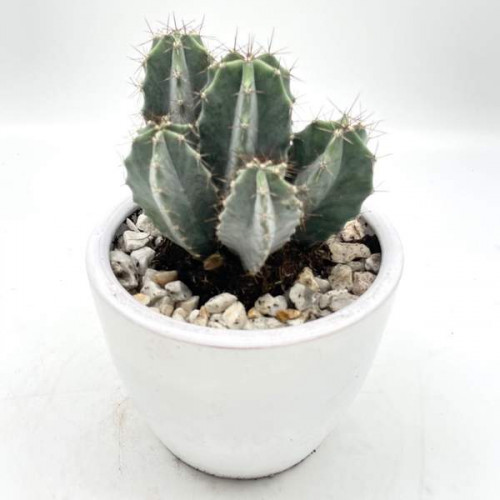 Cactus En Pot Blanc Cactus En Pot Blanc