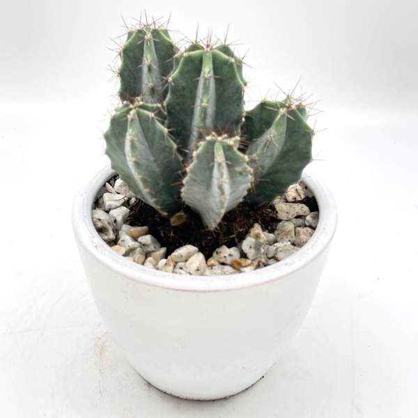 Cactus En Pot Blanc