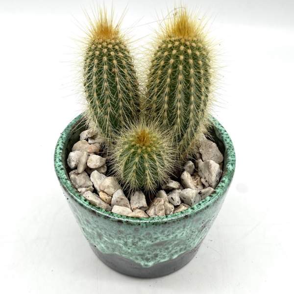 Cactus En Pot