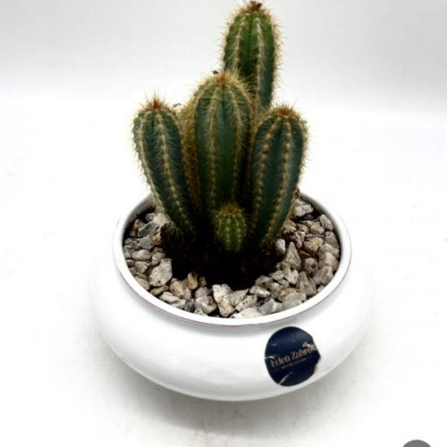 Cactus En Pot Blanc Cactus En Pot Blanc