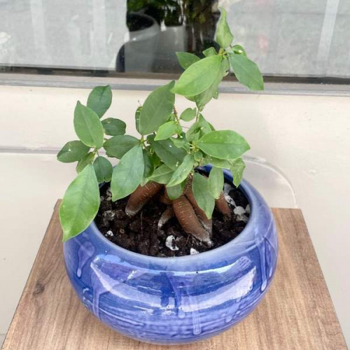 Blue Bonsai Blue Bonsai
