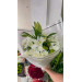 Bouquet Bon rétablissement Bouquet Bon rétablissement