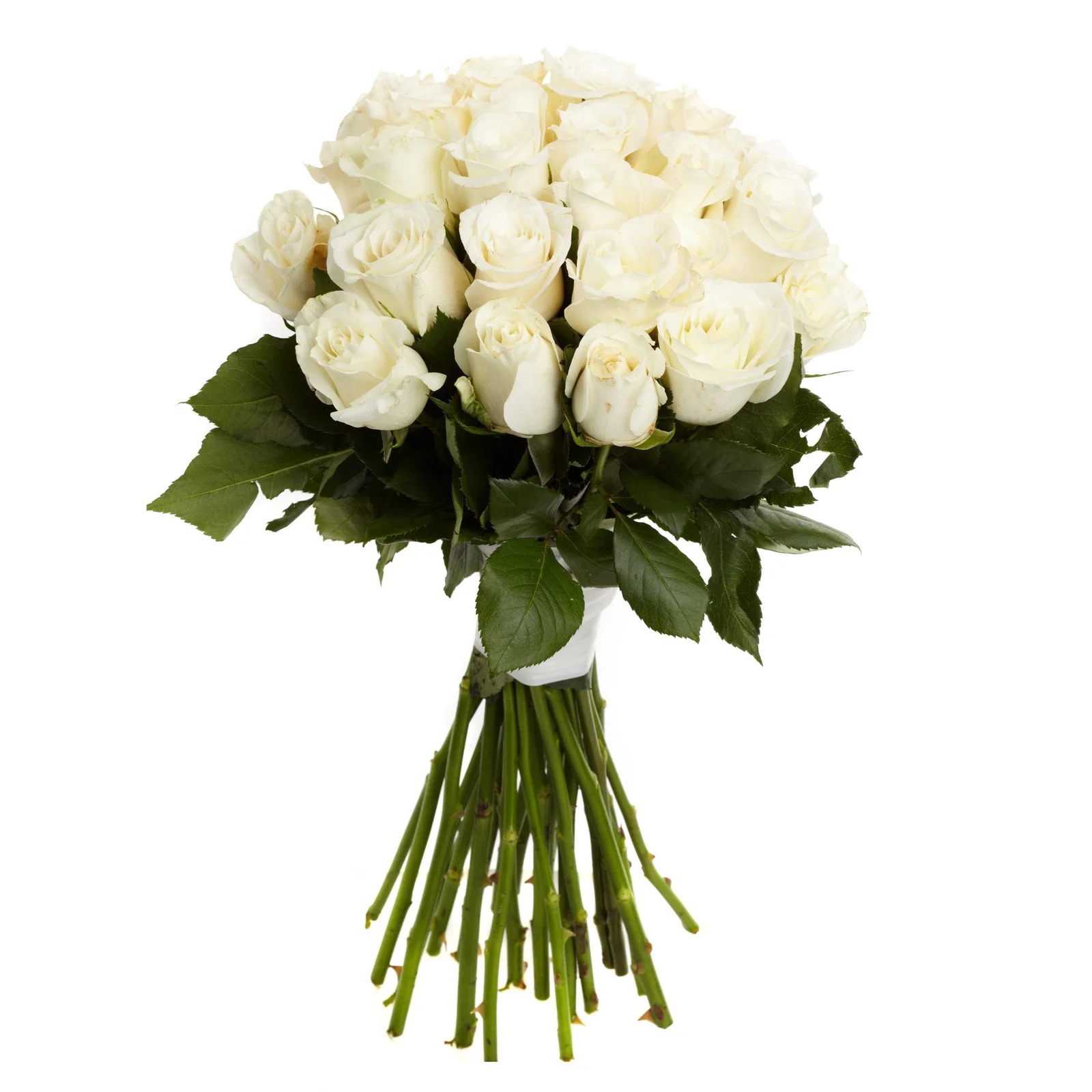 Harmonie Blanche – 25 Roses