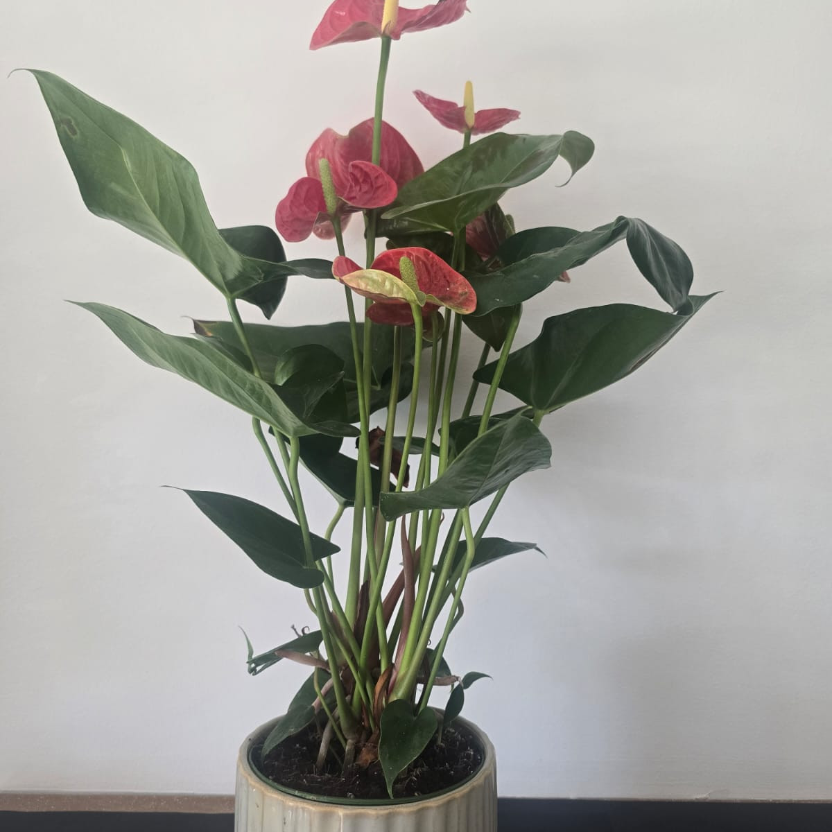 anthurium rouge G avec vase de céramique