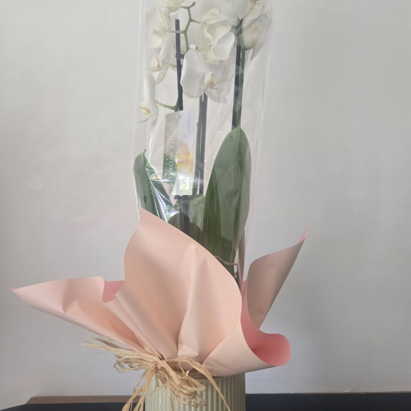 orchidée blenche avec vase de céramique