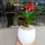 Anthurium en plante