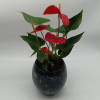 Red Anthurium