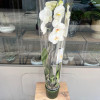 Orchidée blanche En Pot