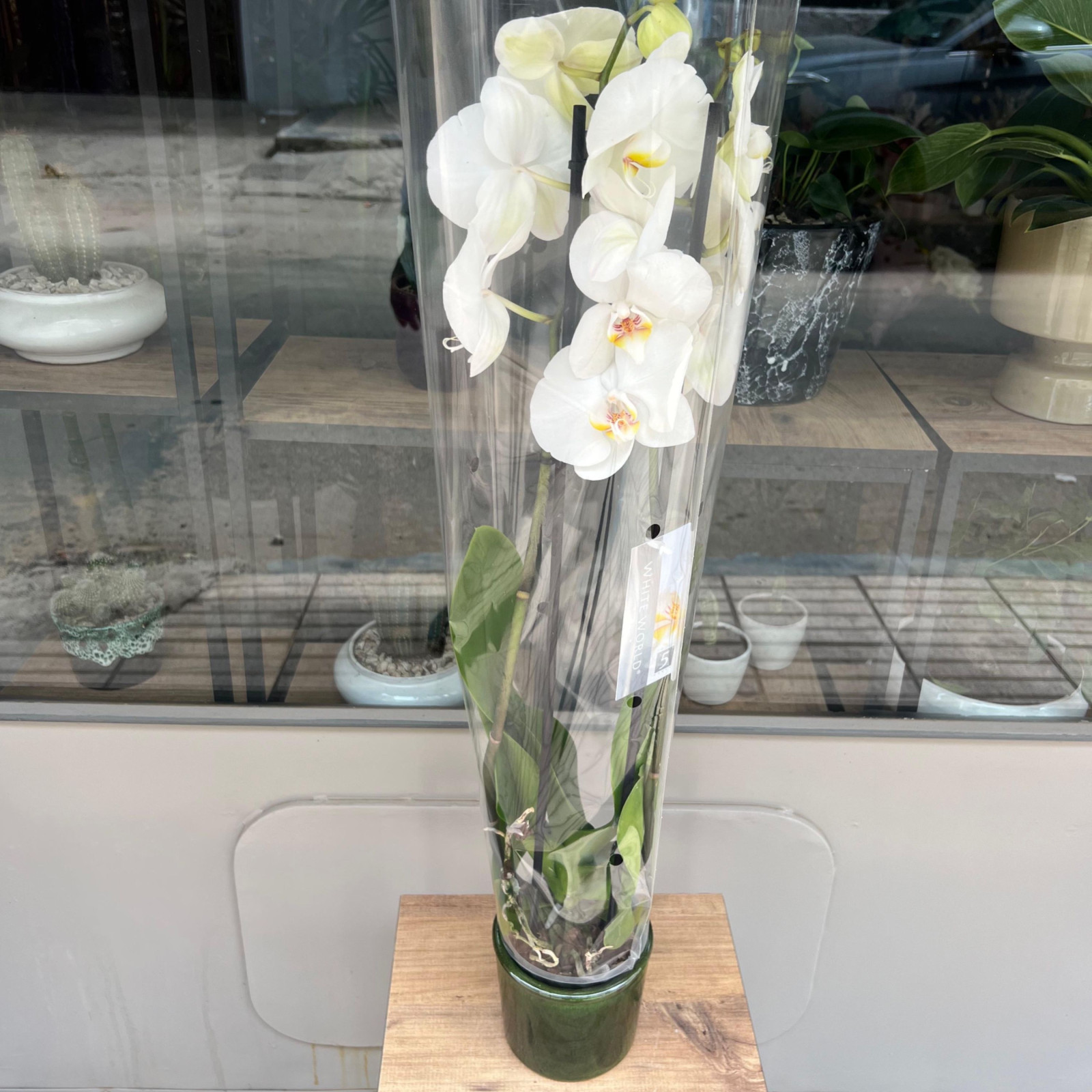 Orchidée blanche En Pot