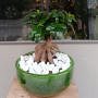 Bonsaï Ficus