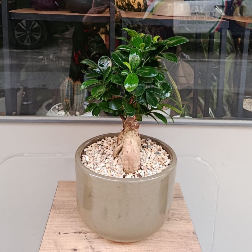 Bonsaï vert de gris