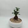 Blanc Bonsai