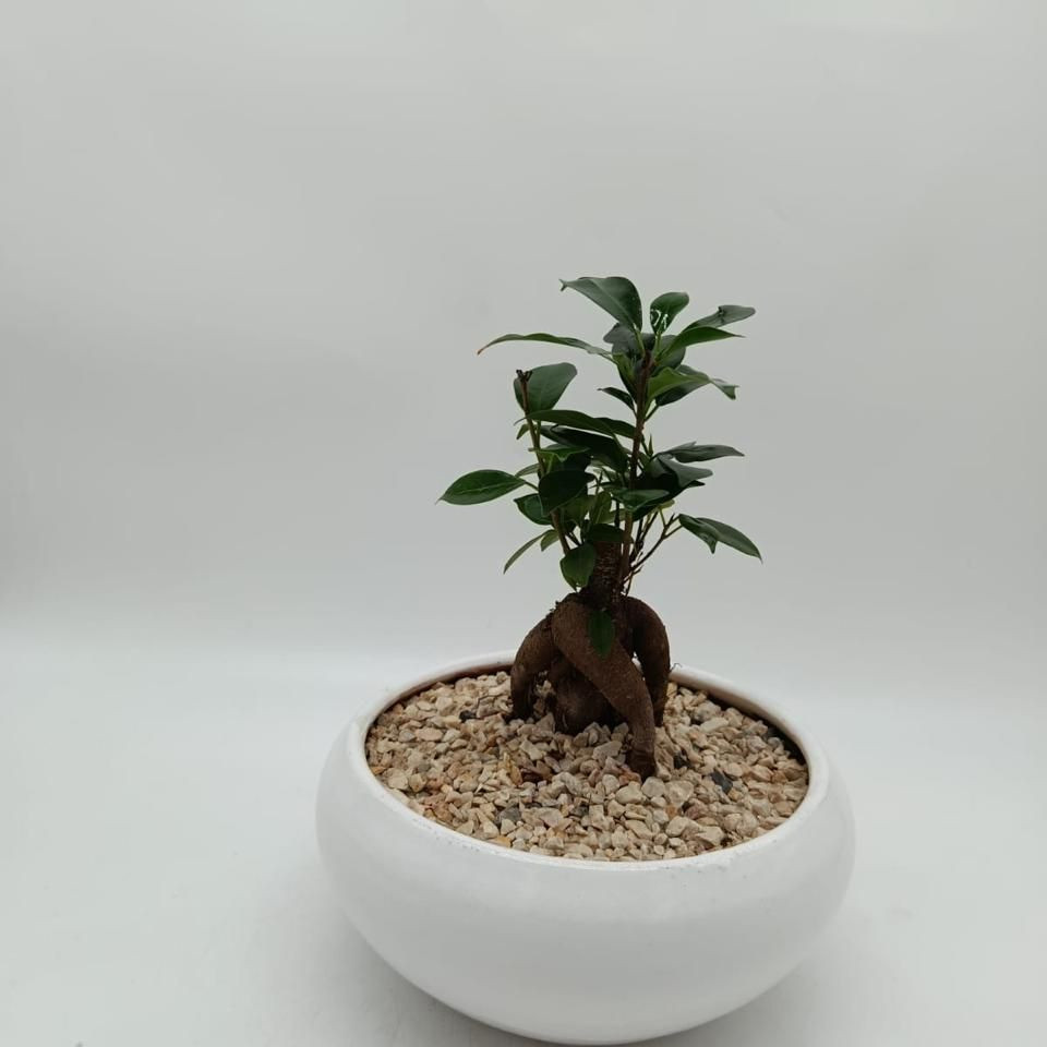 Blanc Bonsai