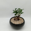 Pretty Bonsai