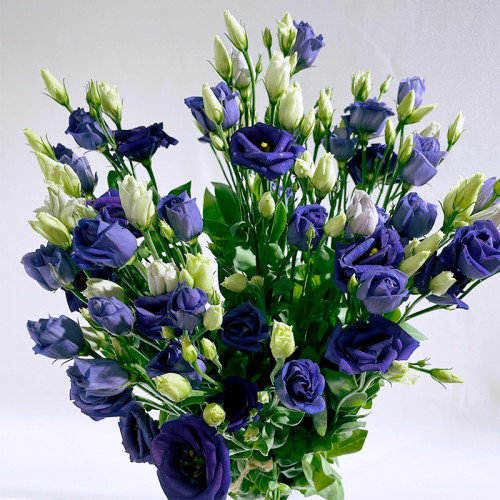 Bouquet Lisianthus BLUE Bouquet Lisianthus BLUE