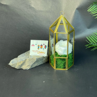 Rose Eternelle sous Fanous