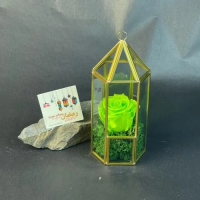 Rose Eternelle sous Fanous