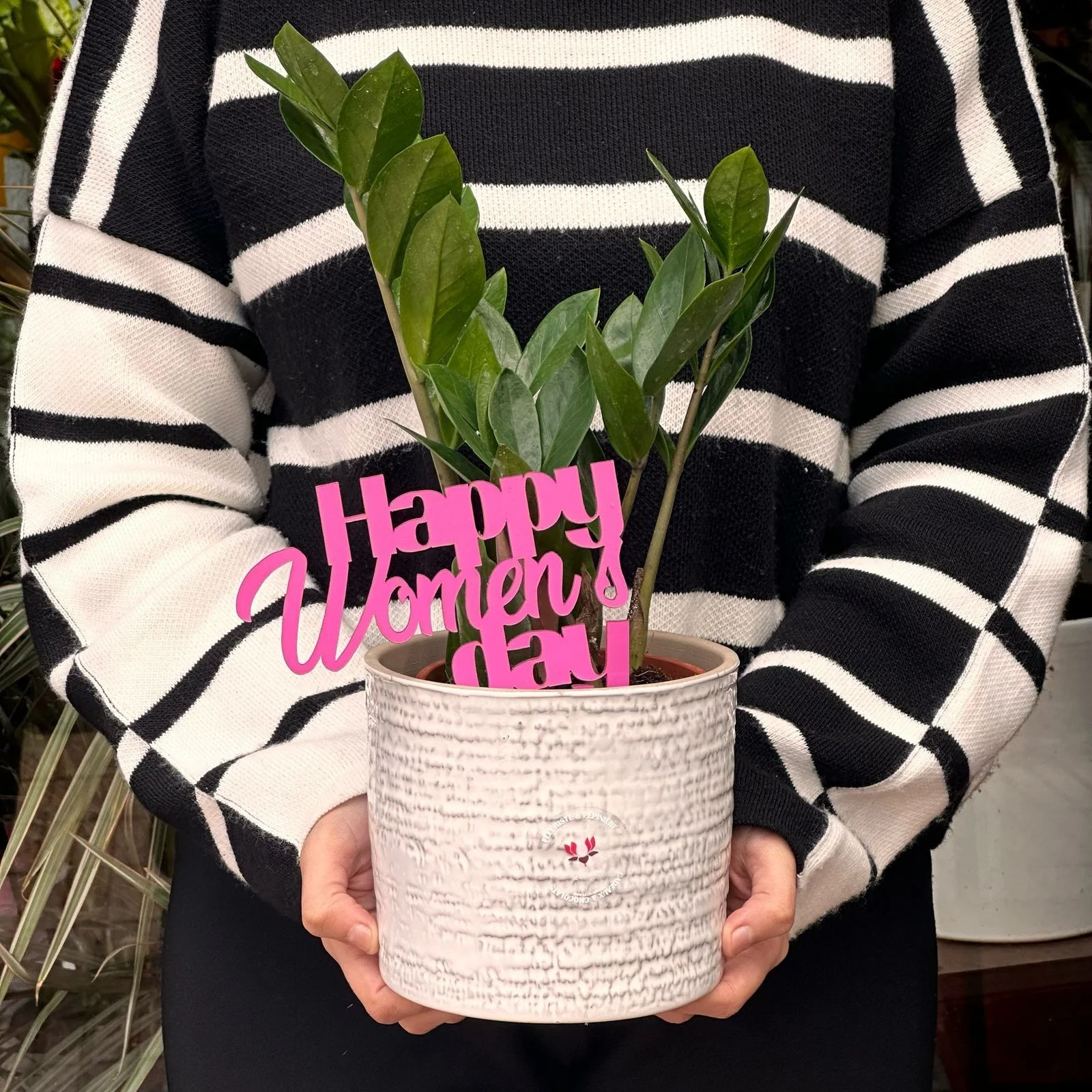Zamioculcas Élégance