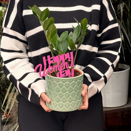 Zamioculcas Verdoyant Zamioculcas Verdoyant