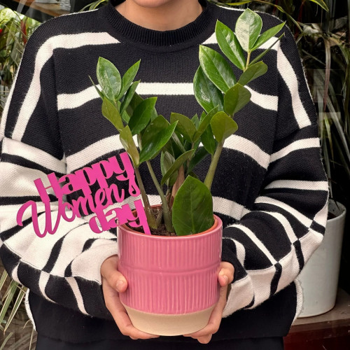 Zamioculcas Éclat Féminin Zamioculcas Éclat Féminin