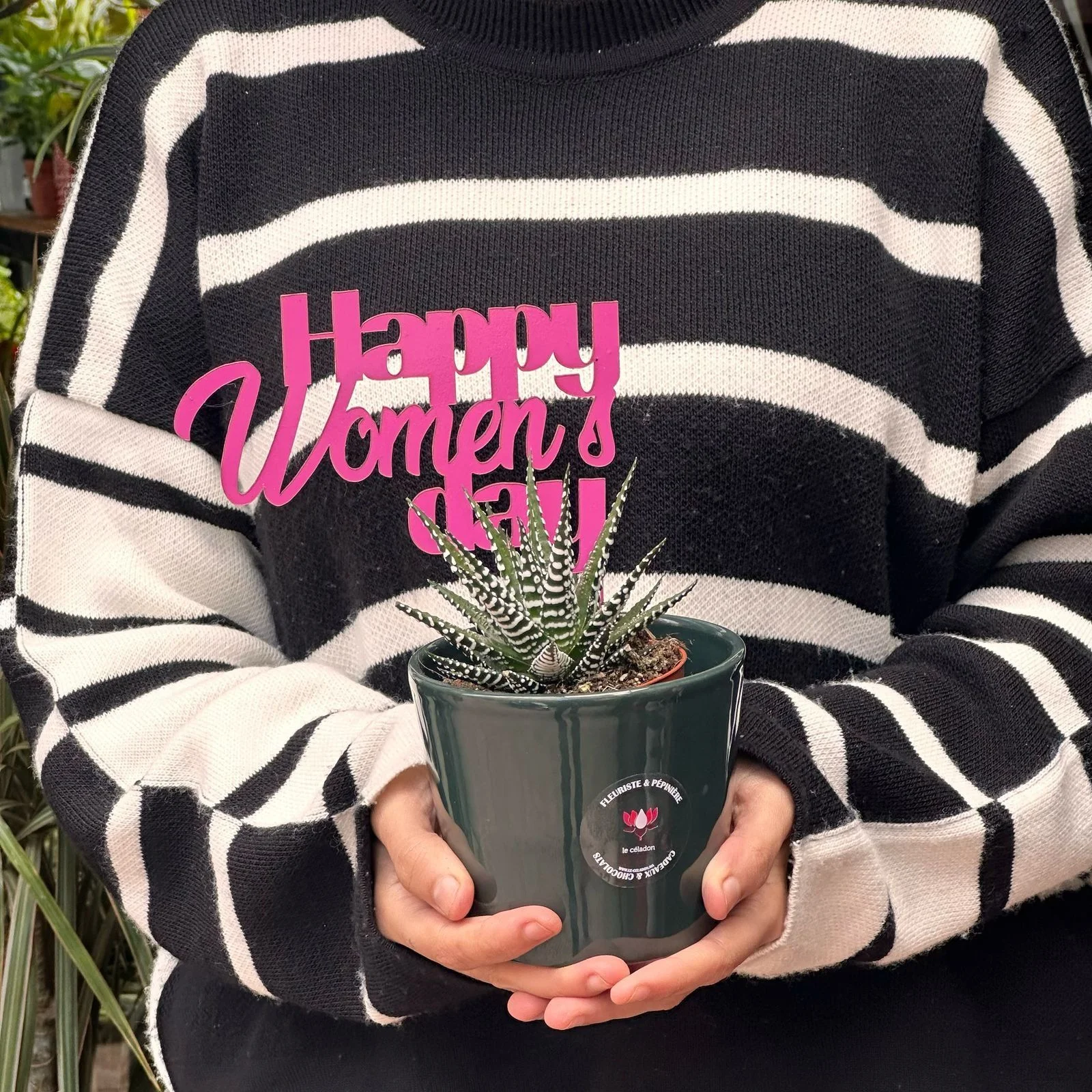 Haworthia en pot vert