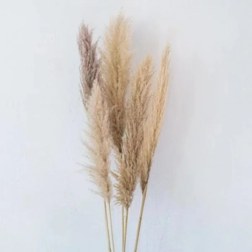 Tige de Pampas Nude Tige de Pampas Nude