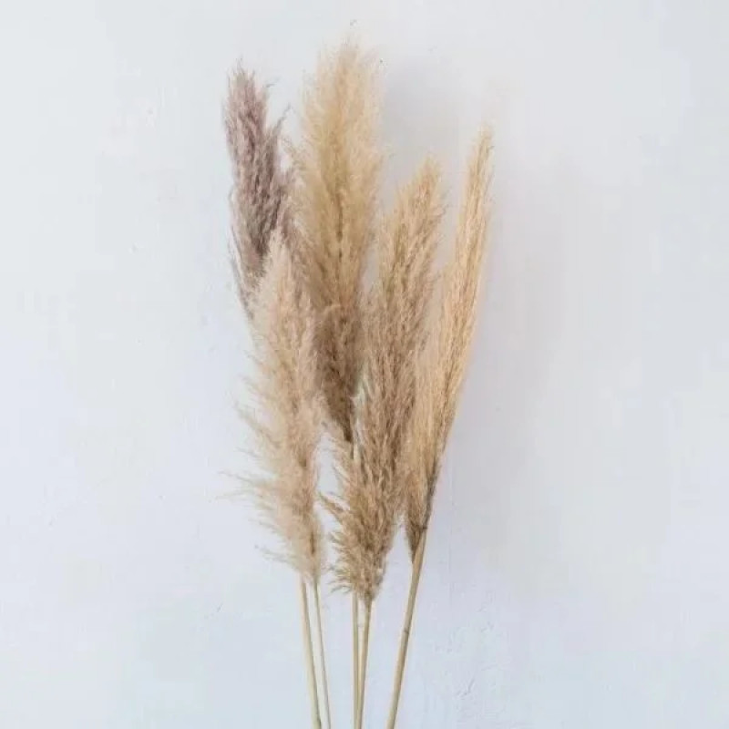 Tige de Pampas Nude