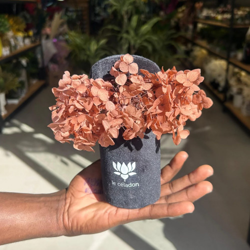 Le céladon chapeau Brown Le céladon chapeau Brown