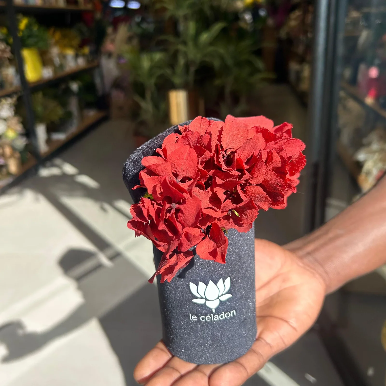 Le céladon chapeau Rouge