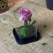 Rose éternelle Rose éternelle