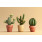 Plantes